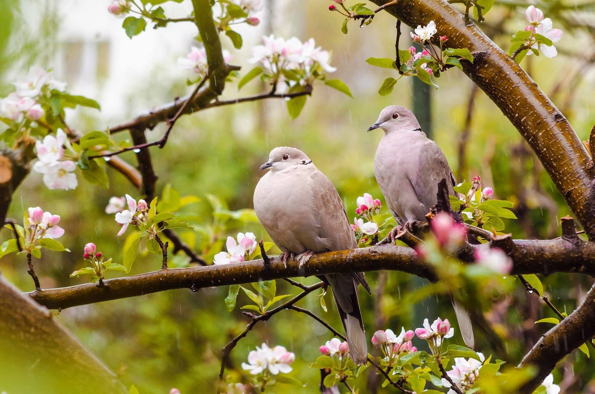 Весенние птицы фото. Весенние птички. Птицы весной. Красивая природа с птичками.