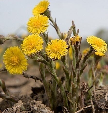 Цветы первоцветы мать и мачеха