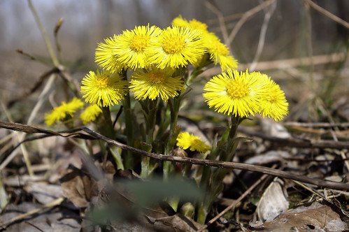 Карточки растений мать и мачеха