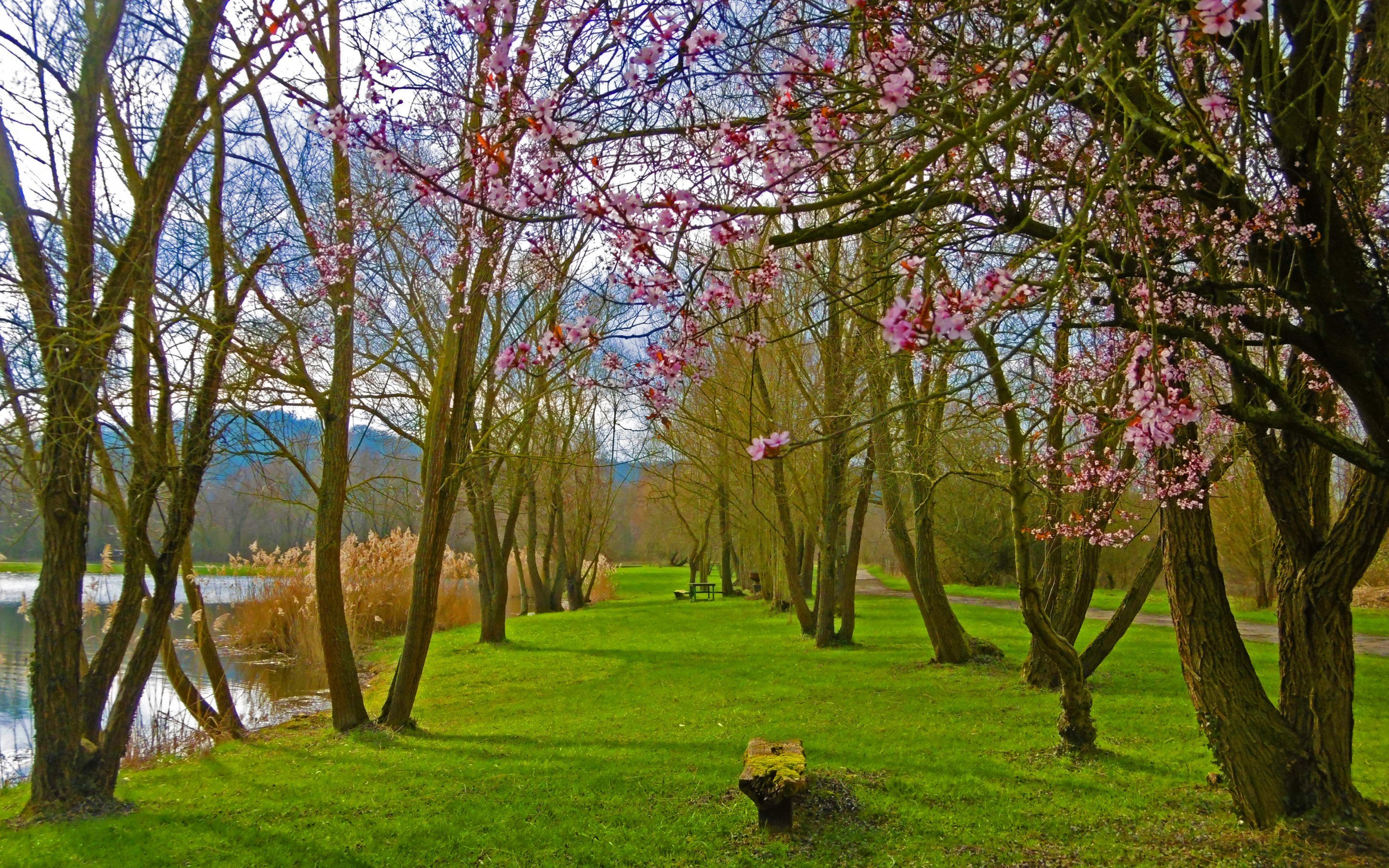 Spring main. Парк Александрия весной цветение. Весенний пейзаж.