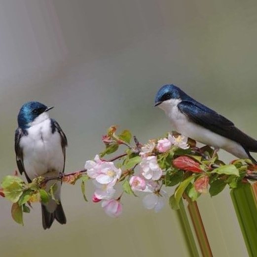 Милая певунья Ласточка родная Автор