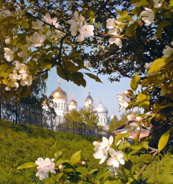 Дивеево канавка цветы