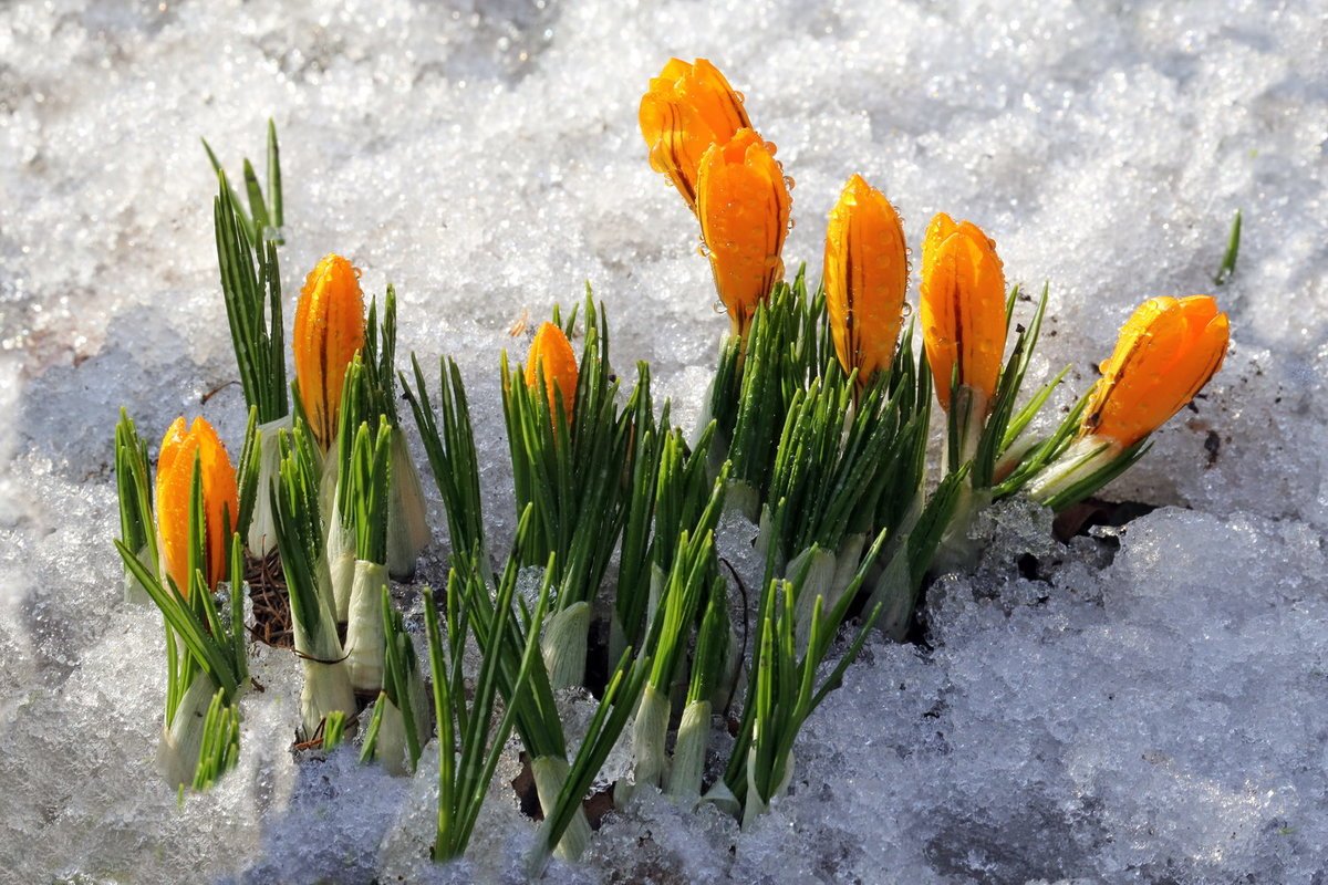 День сброса зимней шкурки. Весенние цветы в снегу. В ожидании весны. Цветы из под снега.