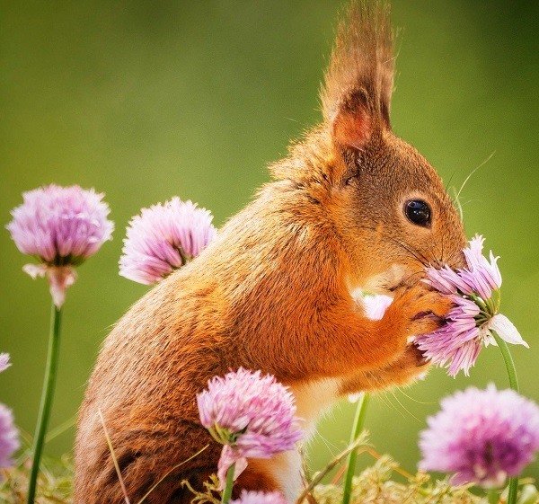 Доброе Весеннее утро