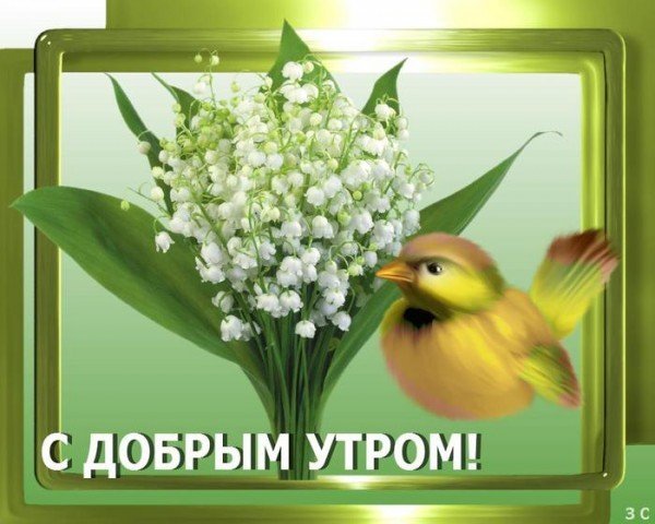 Доброе утро с птицами