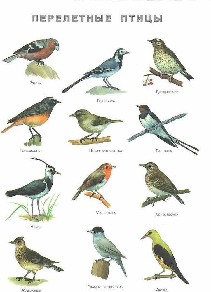 Картинки перелетные птицы весной с названиями (69 фото) » Картинки и  статусы про окружающий мир вокруг