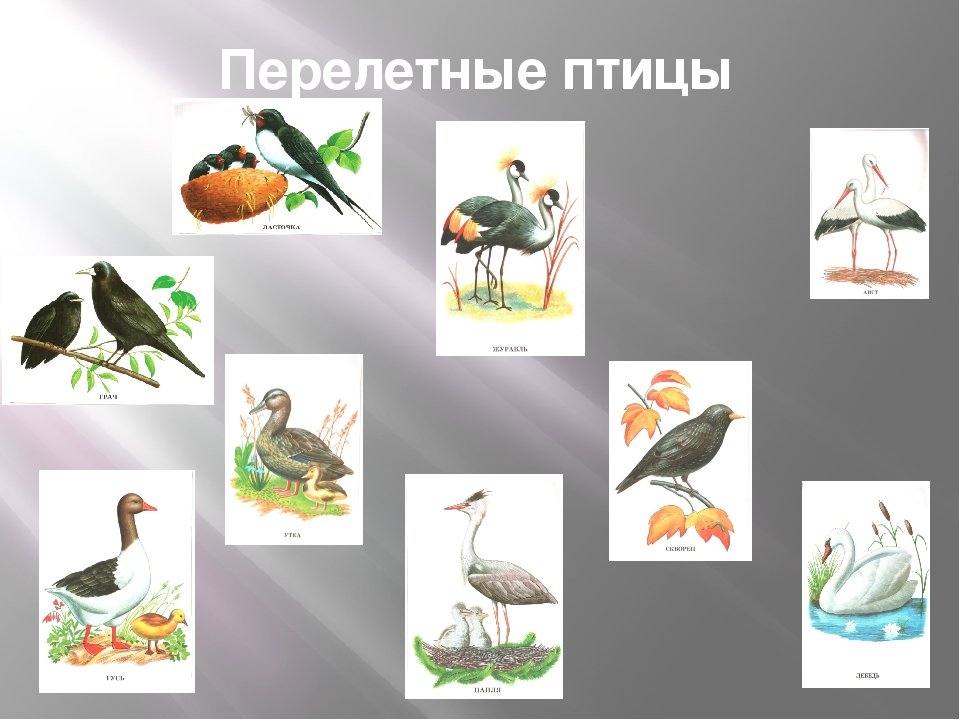 Встречаем перелетных птиц. Перелетные птицы. Перелетные птицы для дошкольников. Иллюстрации перелетных птиц для детей. Изображение перелетных птиц для детей.