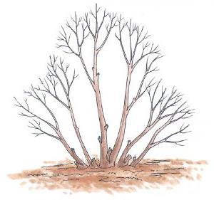 Кустарник без листвы