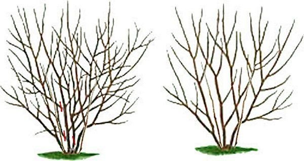 Обрезка ирги весной