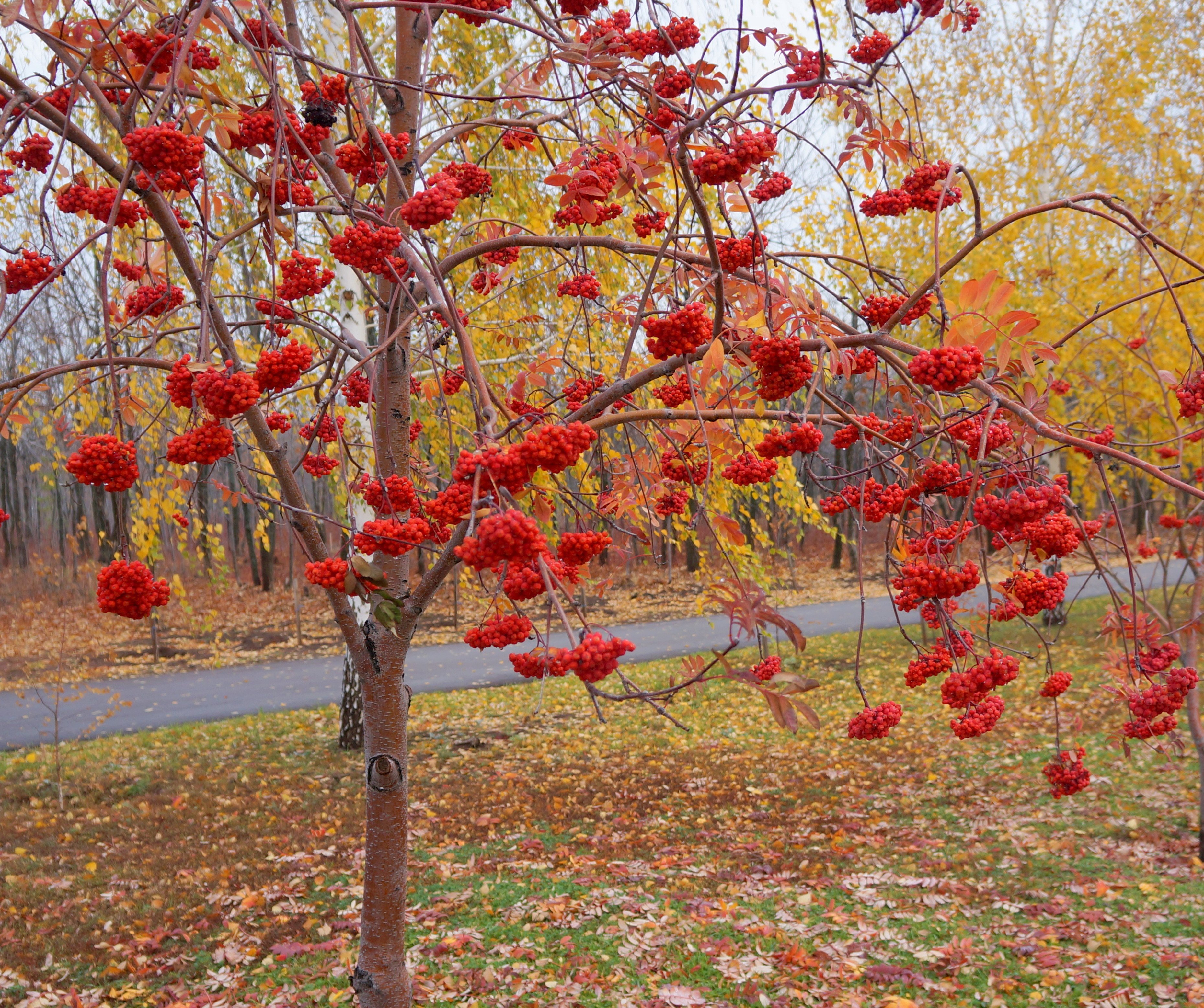 Рябина дерево осень. Рябина Глобозум. Рябина обыкновенная «Red Robin». Sorbus sibirica. Рябина обыкновенная осень.