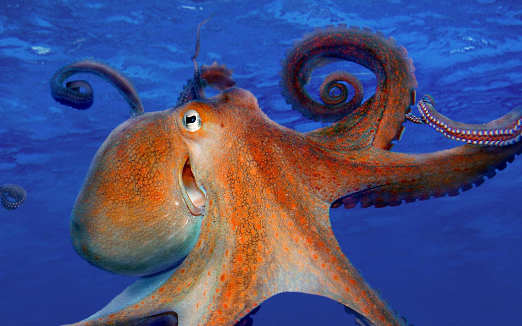 Тип симметрии осьминога. Осьминог Дофлейна гигантский. Двужаберные головоногие. Осьминог Думбо. Осьминоги в Атлантическом океане.