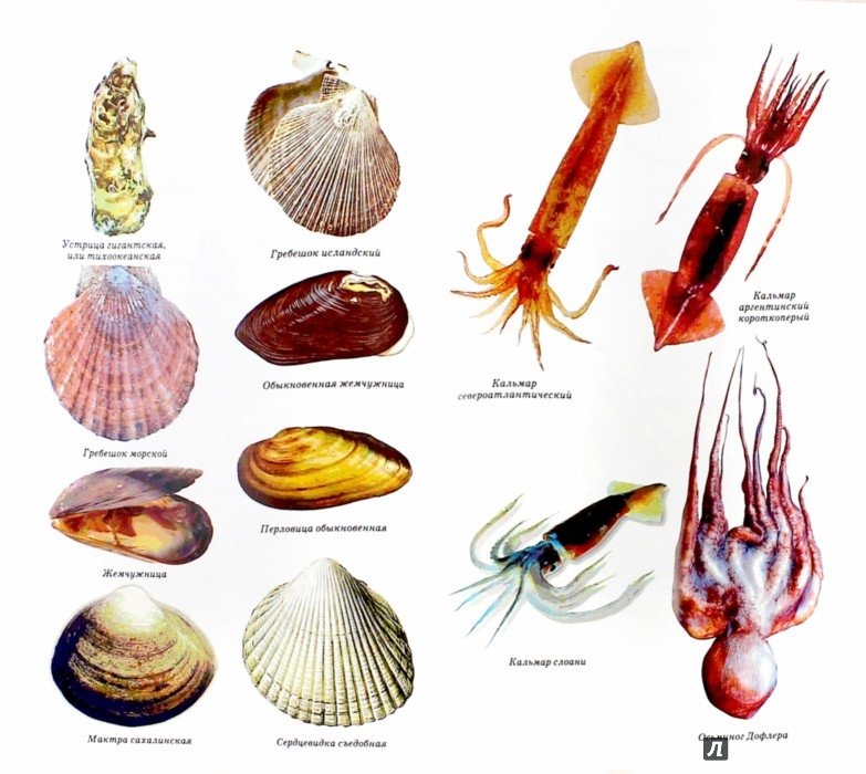 Морским моллюскам относятся. Нерыбные гидробионты классификация. Атлас беспозвоночных Каспийского моря 1968. Двустворчатые моллюски ПФ. Морские гребешки каракатицы.