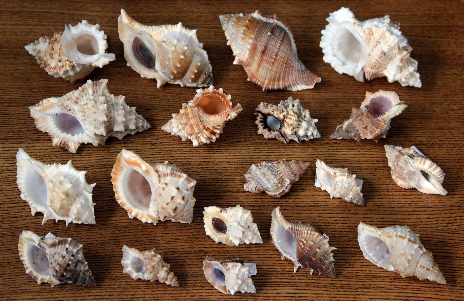 Моллюски форма раковины. Турителла теребра. Раковины моллюсков черного моря. Морская раковина. Ракушки морские.