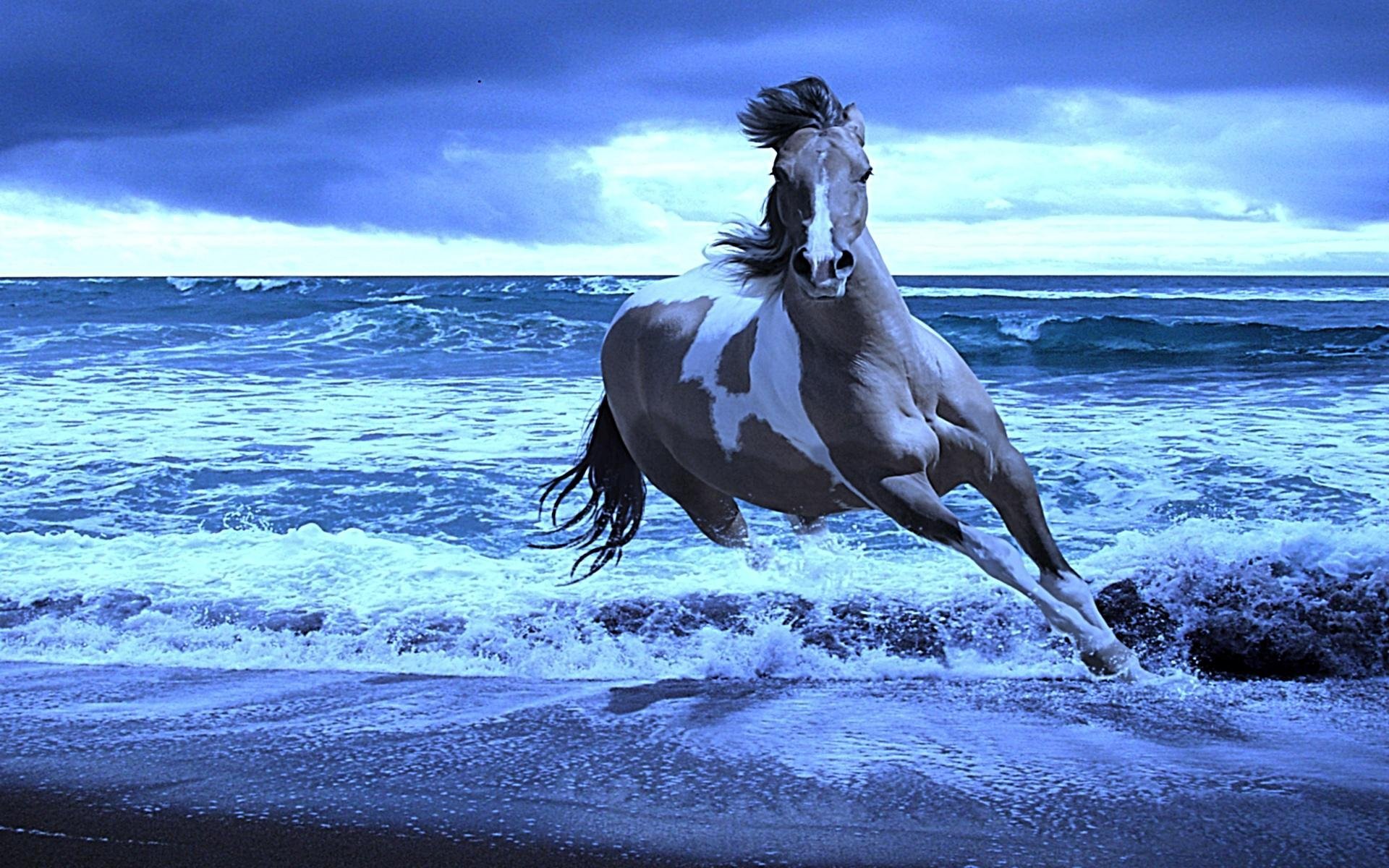 Картинки лошадей на заставку. Лошадь бежит по воде. Красивые лошади на рабочий стол. Лошади и море. Лошадь на берегу моря.