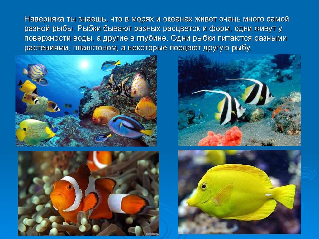 В каком океане больше рыб. Рыбы обитающие в море. Рыбы обитающие в морях и океанах. Презентация рыбы для дошкольников. Морские обитатели описание.