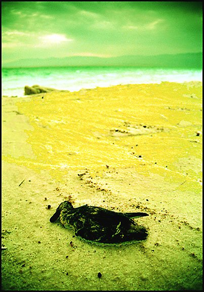 Фантастическое море