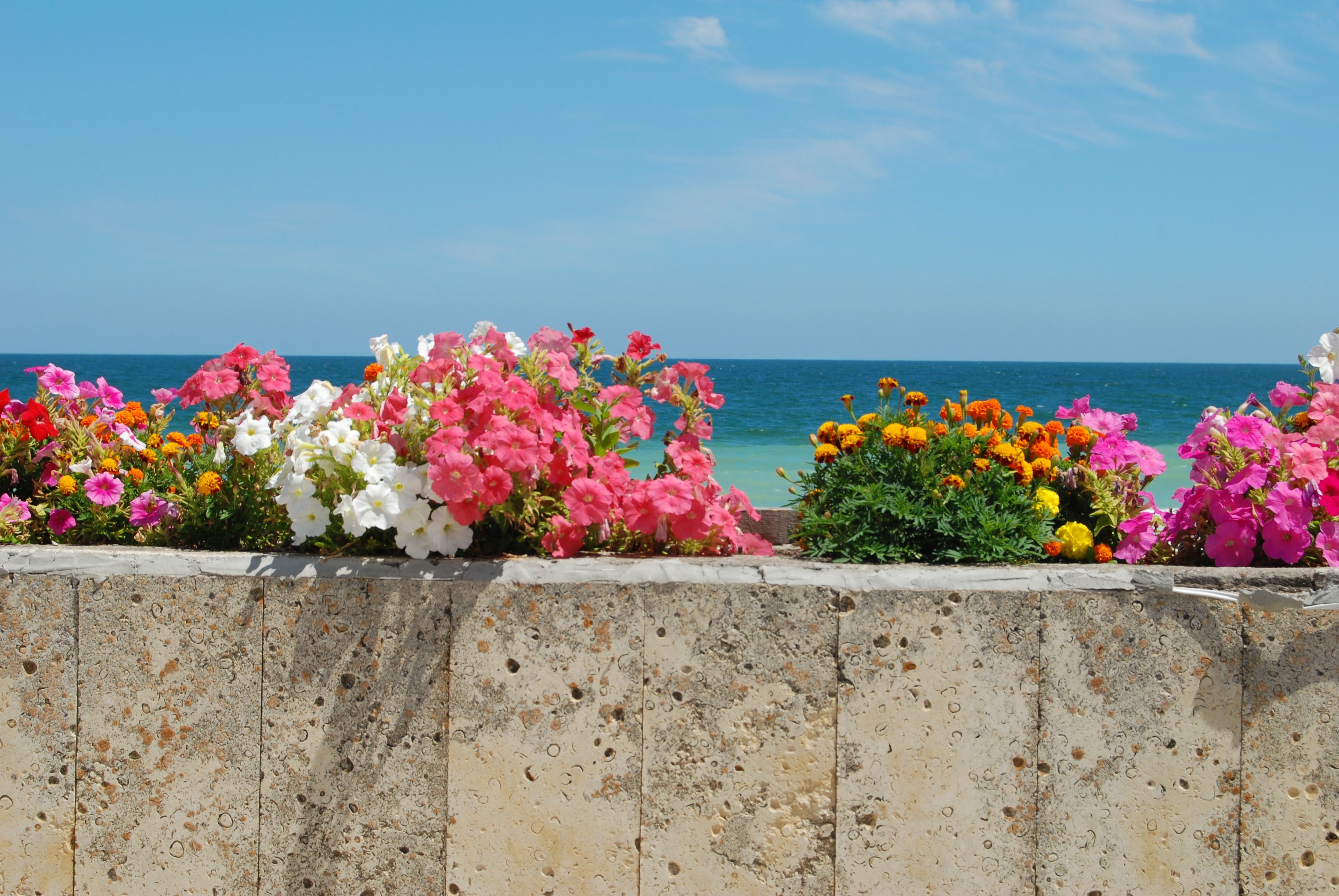 Яркие цветы на море. Цветы Средиземноморья. Море цветов. Цветы и море. Цветы возле моря.