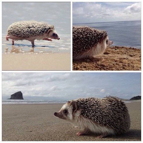 Даже Ежик на море