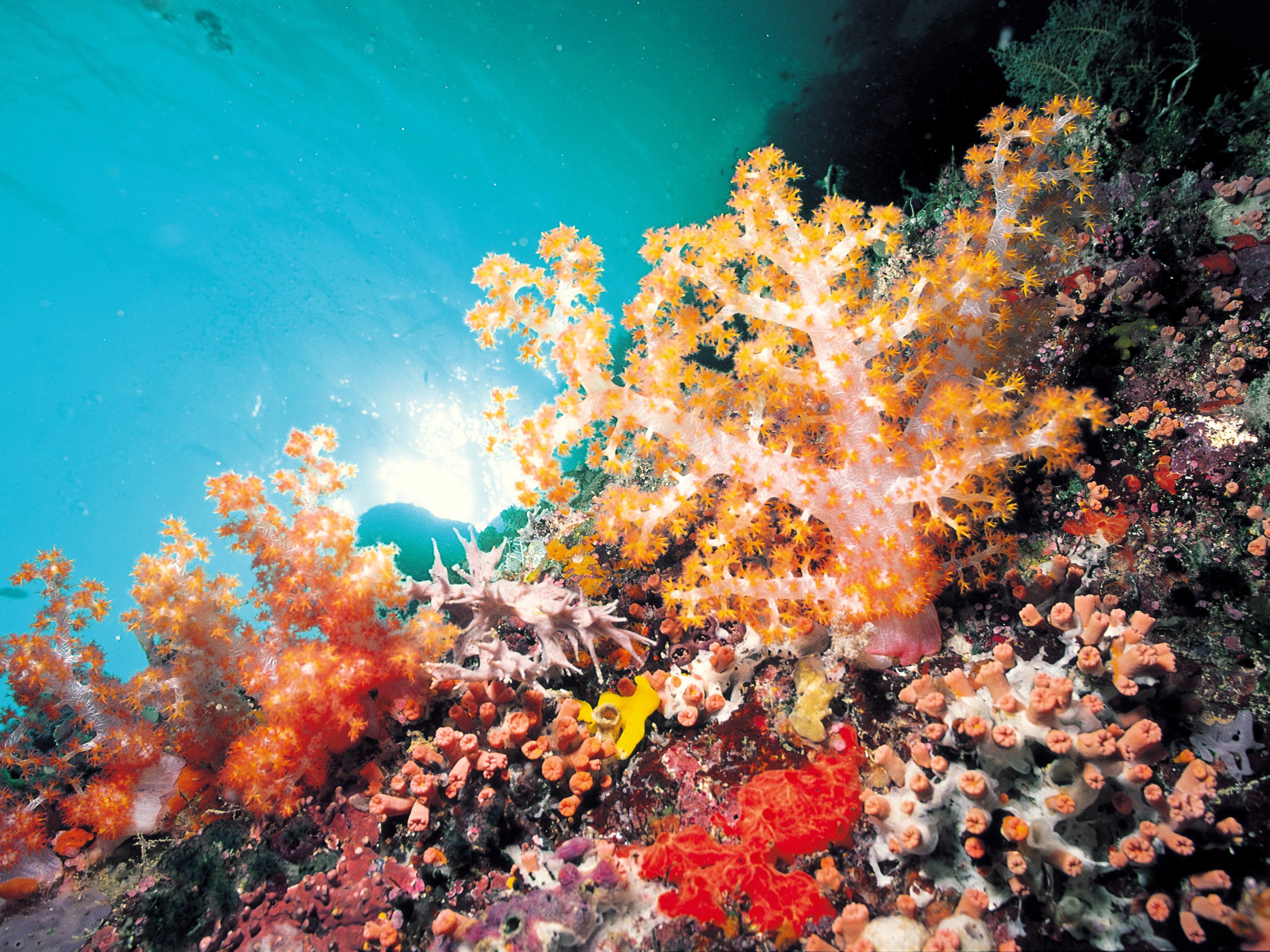 Водоросли кораллы. Разноцветные кораллы. Подводный мир кораллы. Морские водоросли. Дно океана.