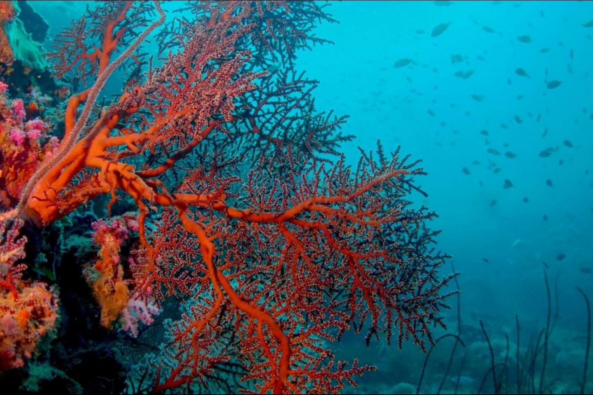 Водоросли кораллы. Коралловые полипы рифы. Кораллина водоросль. Морские водоросли на рифе. Коралловые полипы Тихого океана.