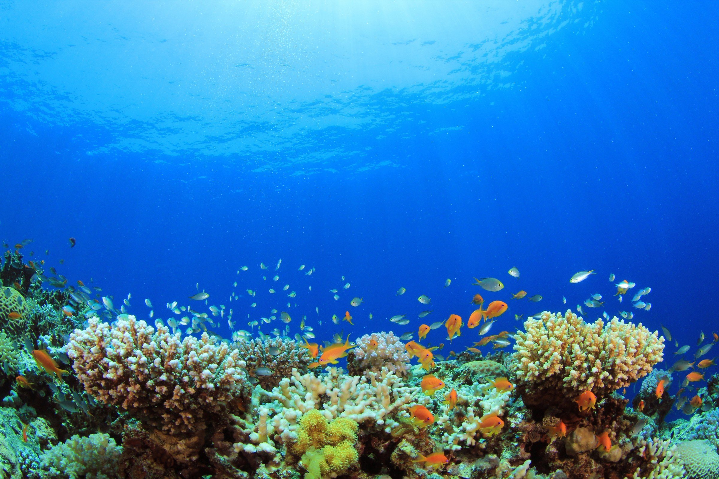 Underwater coral. Риф коралловый 54546. Атлантический океан коралловый риф. Морское дно рифы. Подводный пейзаж.