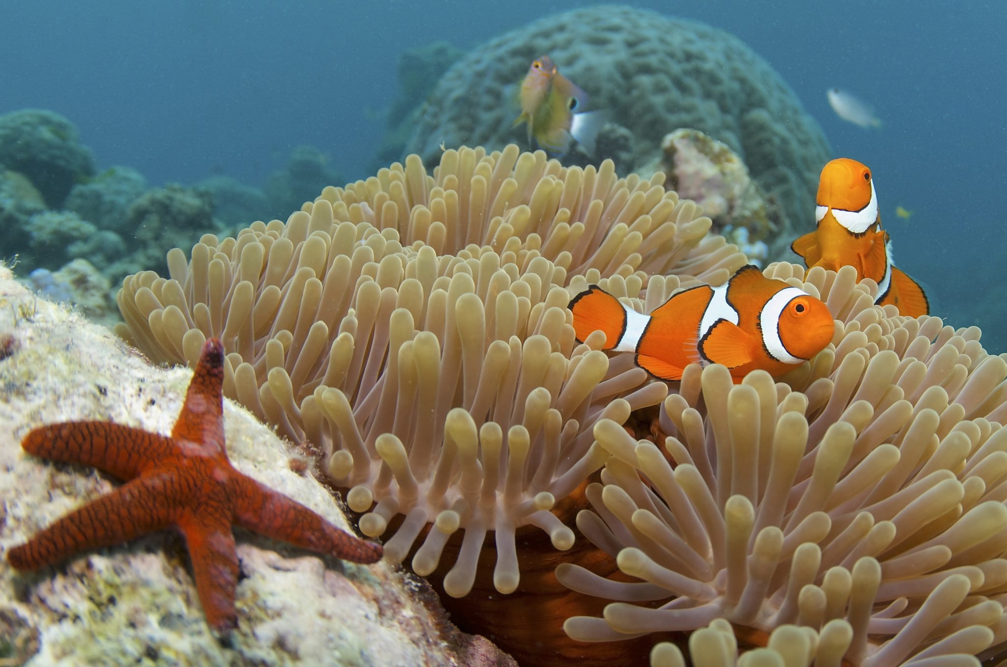 Обитатели кораллового рифа. Большой Барьерный риф Австралия. Большой Барьерный риф кораллы. Кораллы большого барьерного рифа Австралия. Большой Барьерный риф Австралия подводный мир.