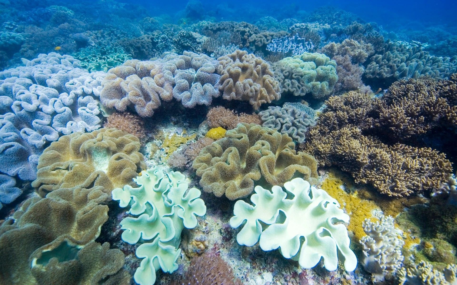 Океанические водоросли. Атлантический океан коралловый риф. Саркофитон коралл.