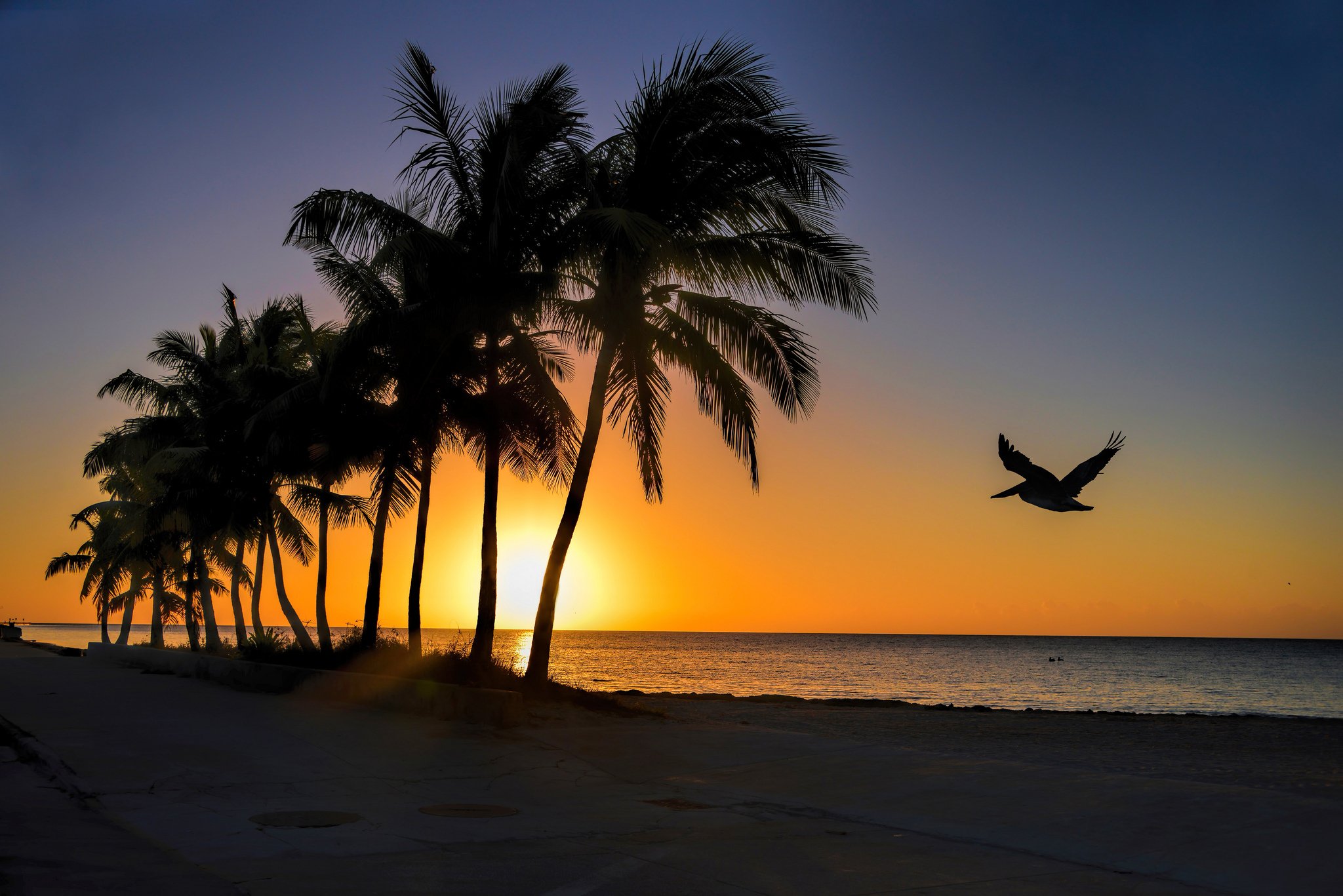 пальмы море закат