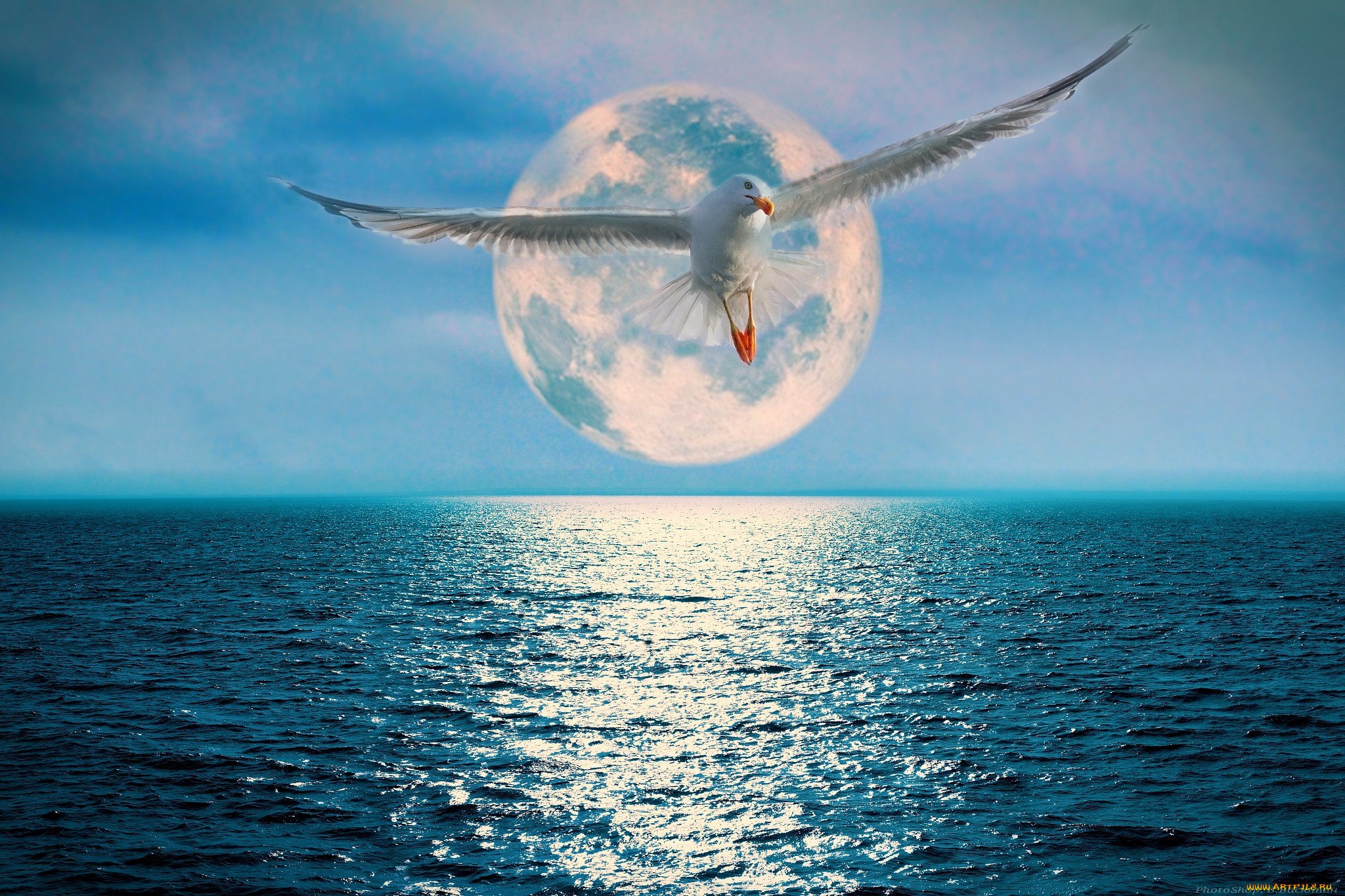 Птицы летающие под водой. Птицы над морем. Птицы над океаном. Полет птицы над морем. Птица в полете над морем.