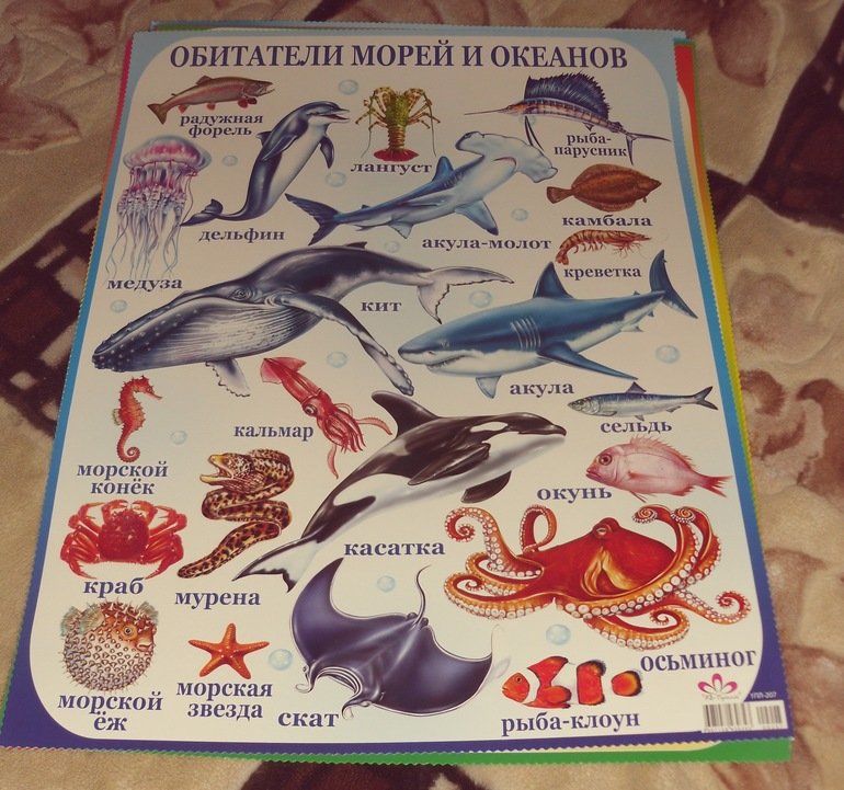 Обитатели океана конспект. Обитатели морей и океанов для детей. Плакат "морские обитатели". Плакат морские обитатели для детей. Морские жители плакат для детей.