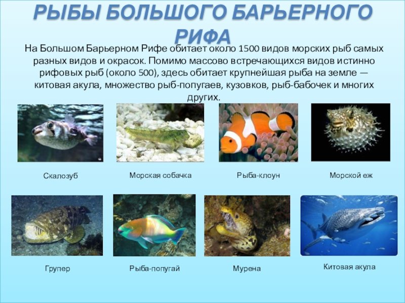 Сколько рыб в океане. Морские рыбки названия. Названия морских обита. Обитатели морей и океанов с названиями. Название морских животных.