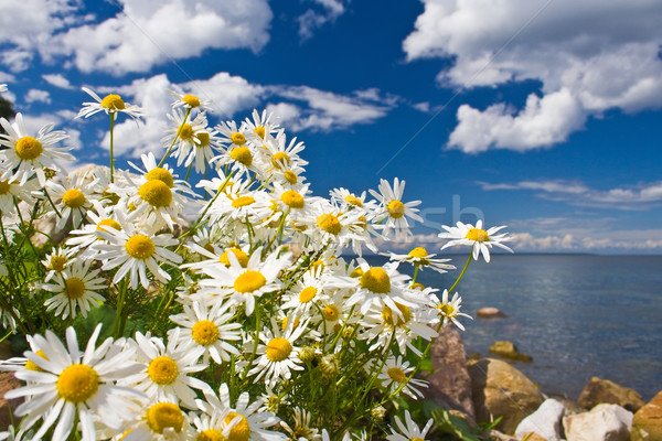 Ромашки на солнце у моря