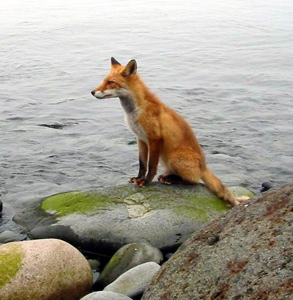 Лиса курильского заповедника Сахалин