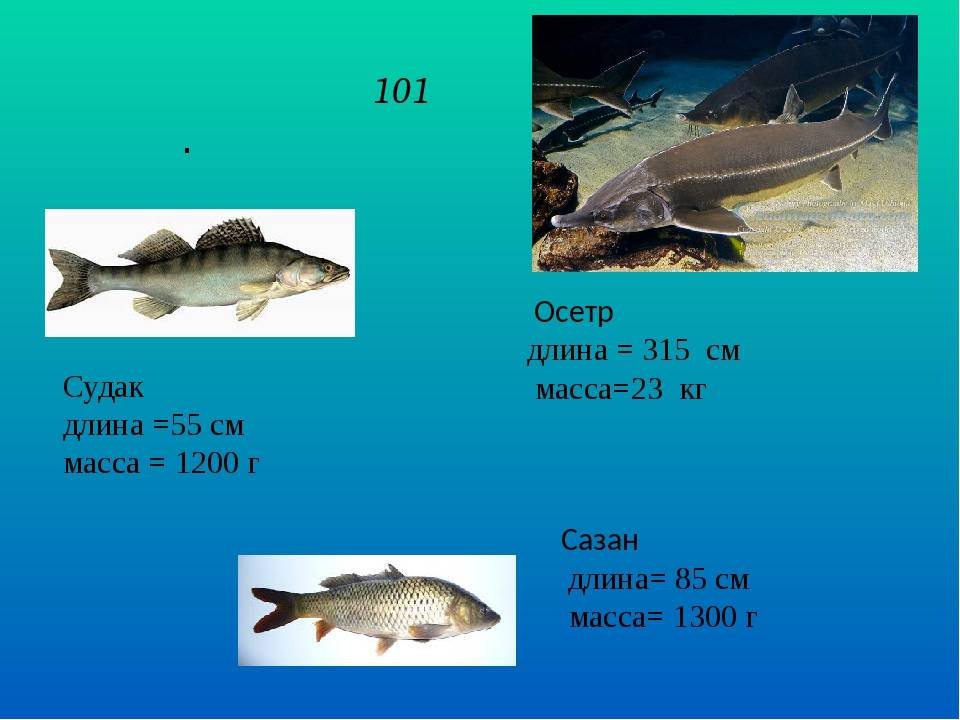 Какая рыба водится в каспийском. Рыбы Каспийского моря. Рыба обитающая в Каспийском море. Какие рыбы обитают в Каспийском море. Рыбы которые водятся в Каспии.