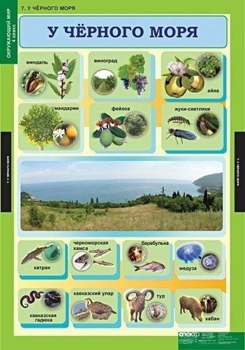 Экосистема водоема