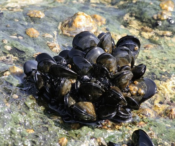 Мидии и устрицы черного моря