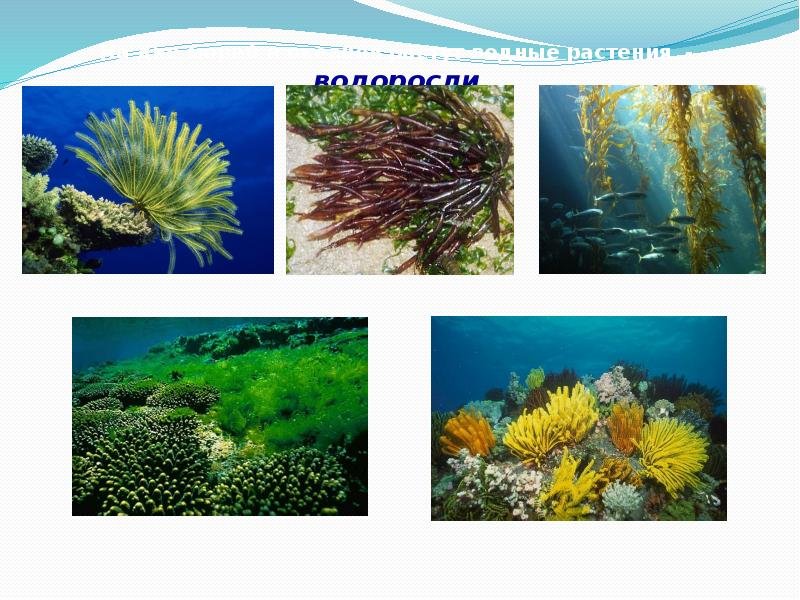 Сообщение растительный мир в океане. Растения морей и океанов. Растения в море. Растения растущие в океане. Растения которые живут в воде.