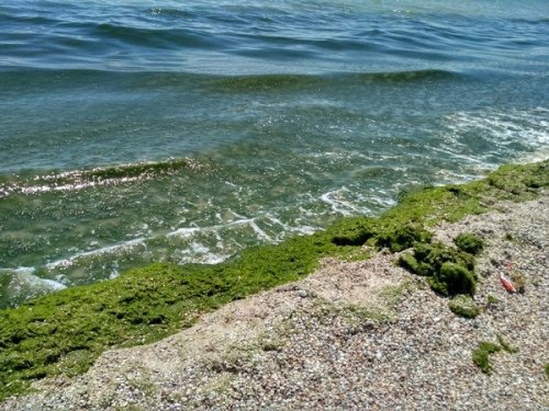 Флора Азовского моря