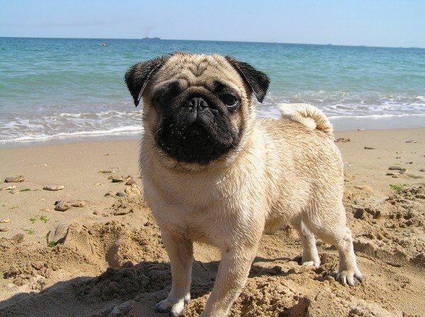 Мопс на море