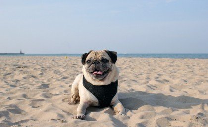 Мопс на море
