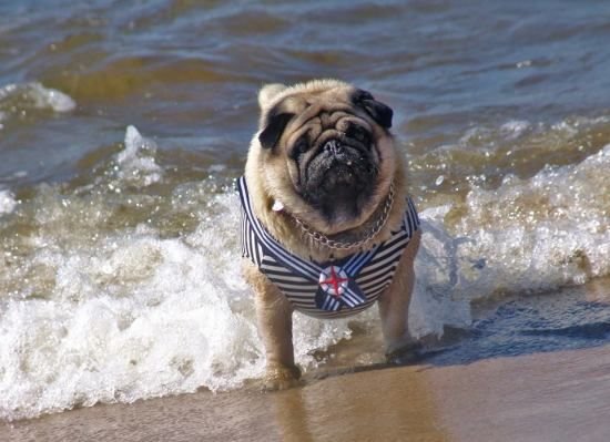Мопс на море
