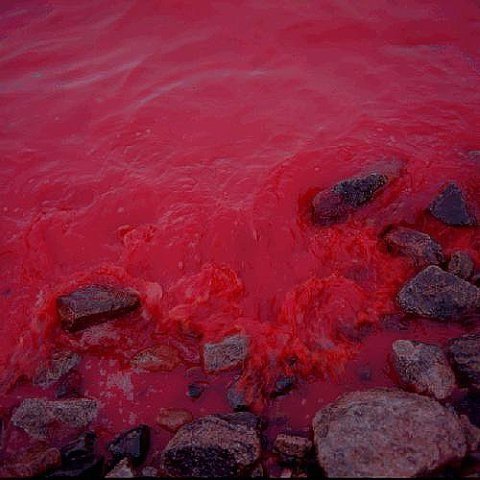 Dunaliella Salina озеро