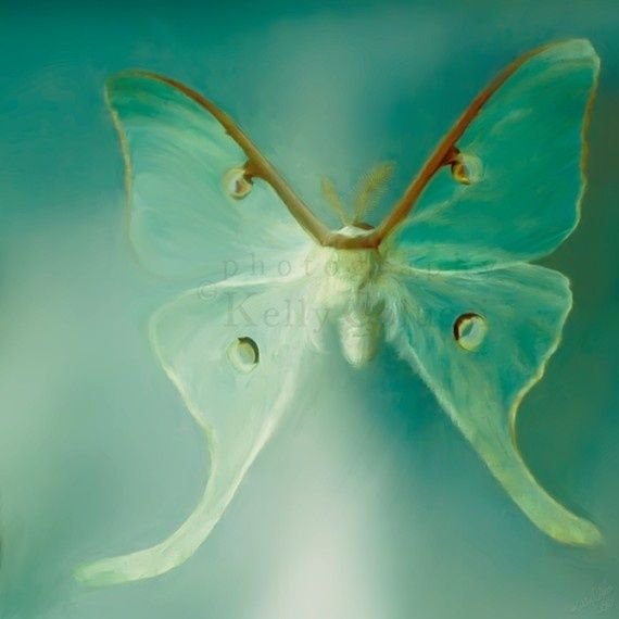 Морские бабочки фильмы