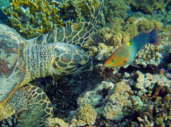 Морская фауна Каталонии