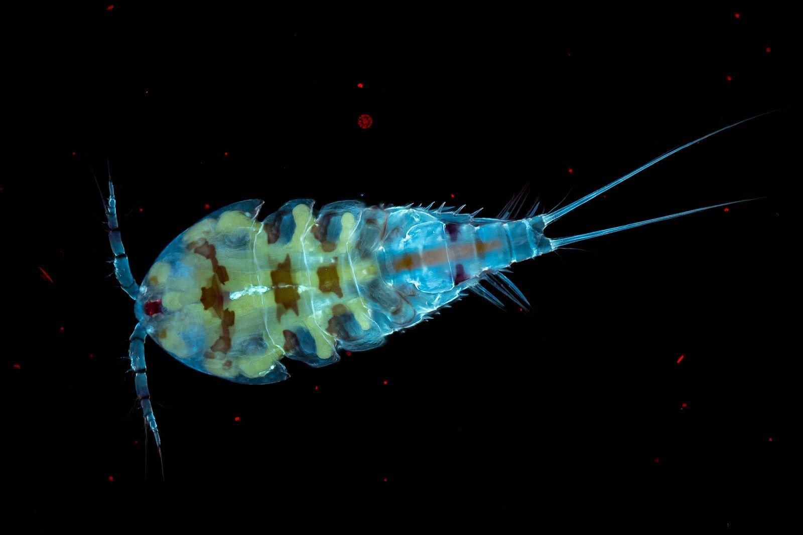 Морской фитопланктон