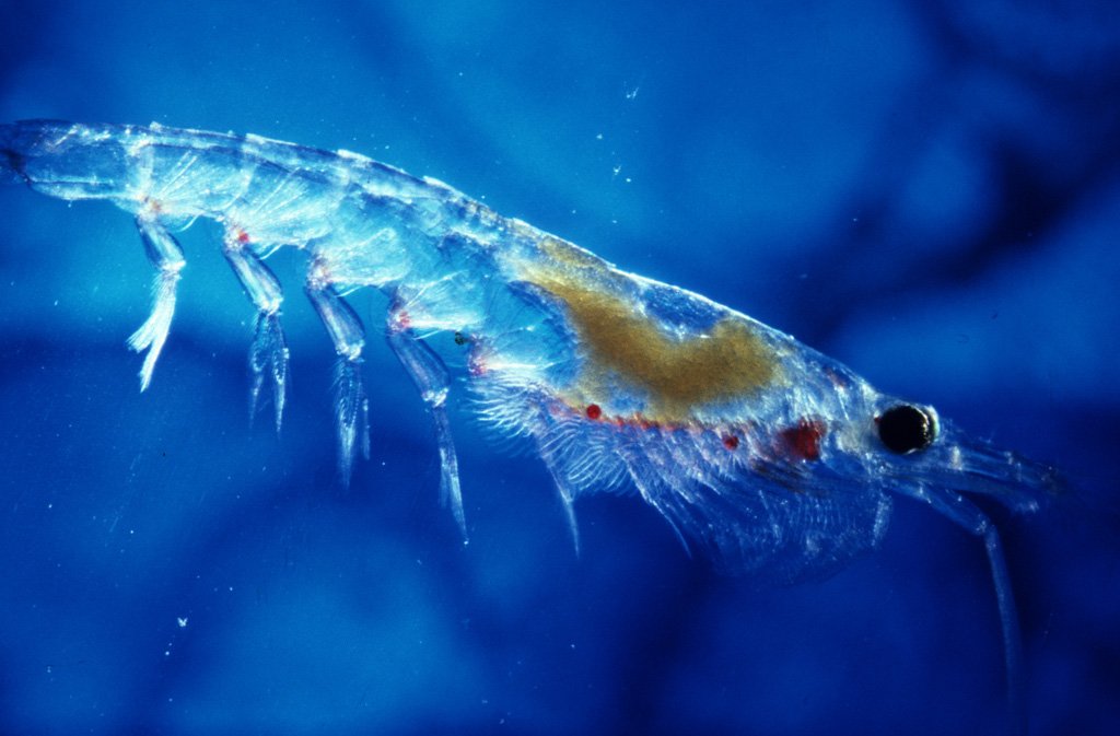 Фитопланктон в море. Планктон криль. Криль зоопланктон. Криль антарктический. Тихоокеанский криль.