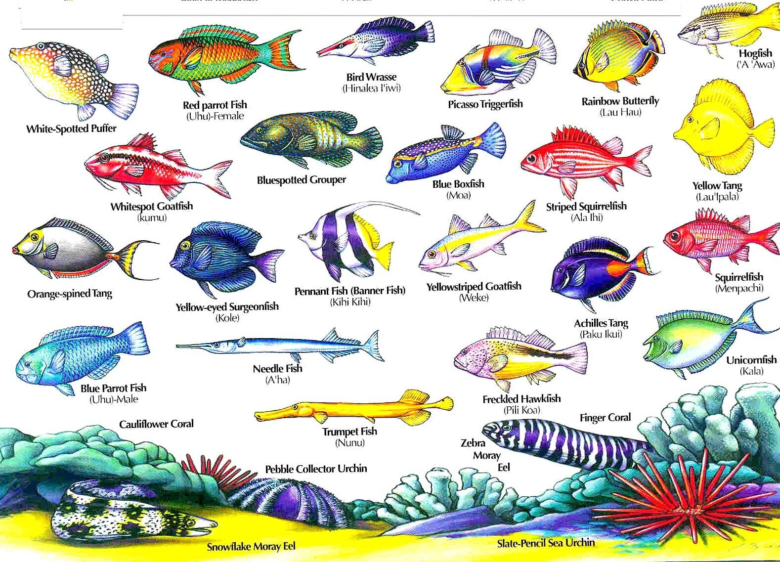Аквариумные рыбы для детей. Морские рыбки названия. Морские рыбы с названиями для детей. Тропические рыбки. Изображение морских рыб.