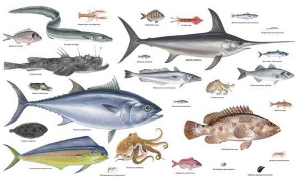 Промысловые рыбы Средиземного моря