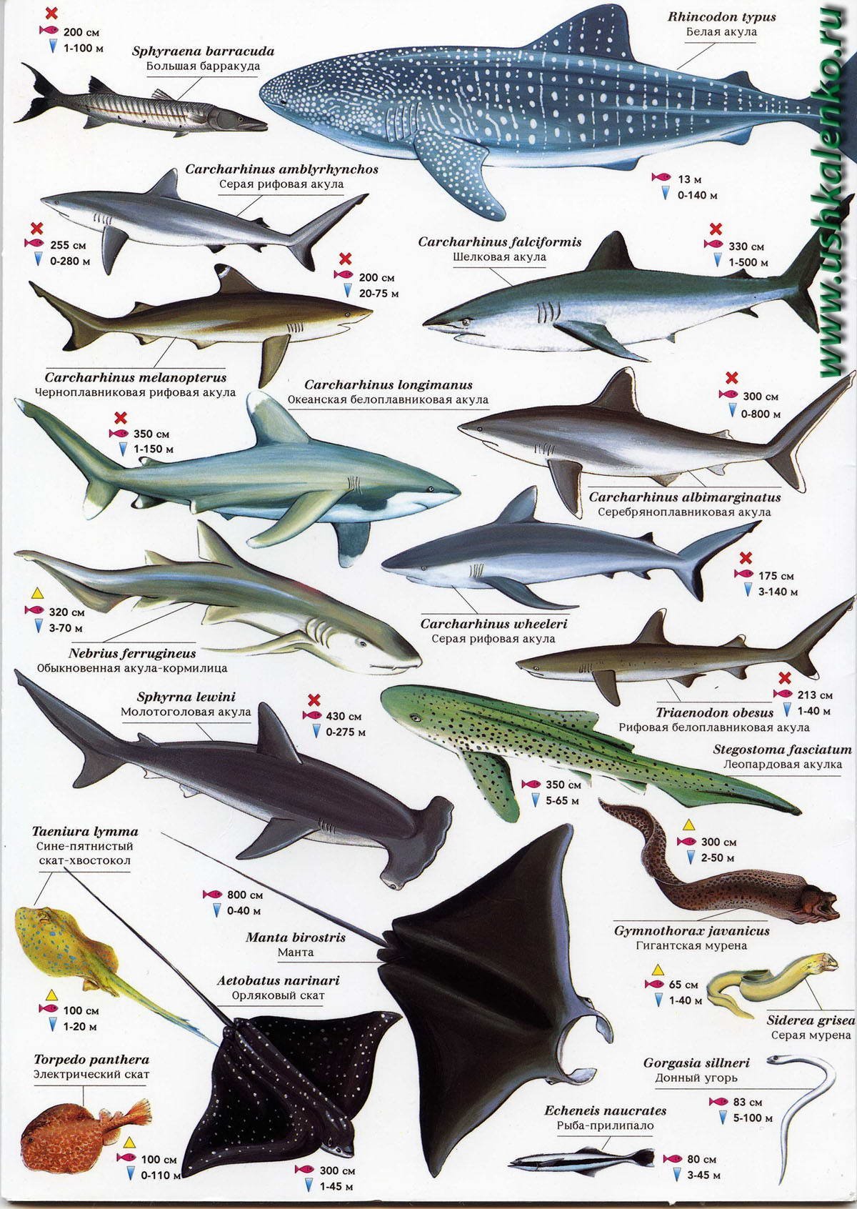 Типы рыб названия. Таблица обитатели красного моря. Акулы виды названия. Разновидности рыб морских. Морская рыба названия.