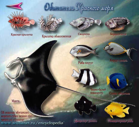 Рыба Пикассо красного моря